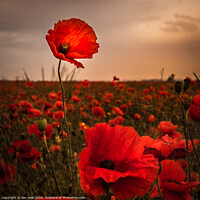 Buy canvas prints of proud poppy by kevin cook