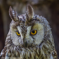 Buy canvas prints of Eagle owl by kevin cook