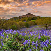 Buy canvas prints of Bluebells at Roseberry topping by kevin cook