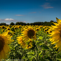 Buy canvas prints of Yorkshire Sunflowers by kevin cook