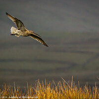 Buy canvas prints of Autumn Curlew by kevin cook