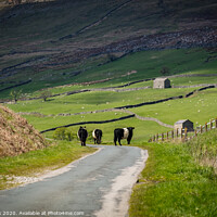 Buy canvas prints of Belted galloways by kevin cook