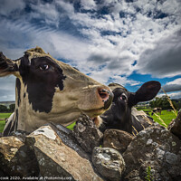 Buy canvas prints of curious cows by kevin cook
