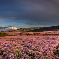 Buy canvas prints of Sea of Heather by kevin cook
