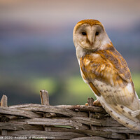 Buy canvas prints of Barn Owl by kevin cook
