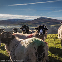 Buy canvas prints of Coloured Swaledales  by kevin cook