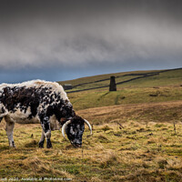 Buy canvas prints of the beast of Malham by kevin cook