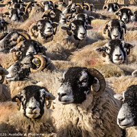 Buy canvas prints of Swaledale sheep by kevin cook