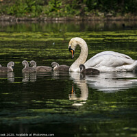 Buy canvas prints of Mother swan by kevin cook
