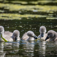Buy canvas prints of The Cygnets by kevin cook