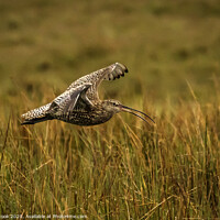 Buy canvas prints of Curlew landing by kevin cook