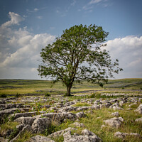 Buy canvas prints of The Lone tree of malhamdale by kevin cook