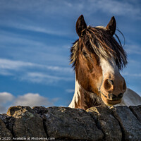 Buy canvas prints of Poni by kevin cook