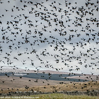 Buy canvas prints of Starlings by kevin cook