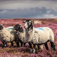 Buy canvas prints of Sheep in T,heather by kevin cook