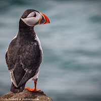 Buy canvas prints of Puffin by kevin cook