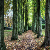 Buy canvas prints of wentworth walk by kevin cook