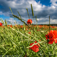 Buy canvas prints of wild poppies by kevin cook