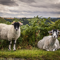 Buy canvas prints of Moorland sheep by kevin cook
