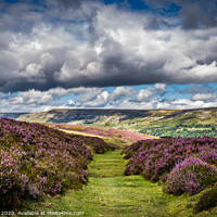 Buy canvas prints of Heather path by kevin cook