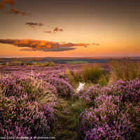 Buy canvas prints of Moors Heather by kevin cook