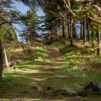 Buy canvas prints of Evergreen path by kevin cook