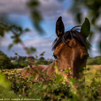 Buy canvas prints of peeping pony by kevin cook