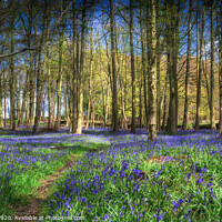 Buy canvas prints of Bluebell path by kevin cook
