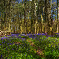 Buy canvas prints of Bluebell logging by kevin cook