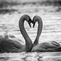 Buy canvas prints of Swan love by kevin cook