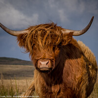 Buy canvas prints of Highland coo by kevin cook