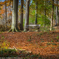 Buy canvas prints of Woodland bench by kevin cook