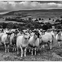Buy canvas prints of Wensley sheep by kevin cook