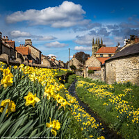 Buy canvas prints of Helmsley daffodils by kevin cook