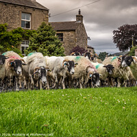 Buy canvas prints of Sheep drive by kevin cook