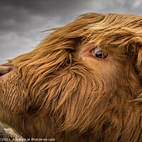 Buy canvas prints of Eye-land coo by kevin cook