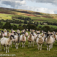 Buy canvas prints of Wensley sheep-Pano by kevin cook