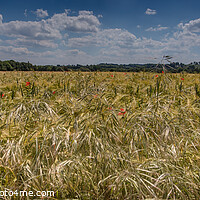 Buy canvas prints of Poppies in Wheat-Pano by kevin cook