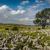 Buy canvas prints of The Lone tree of malhamdale - Pano by kevin cook