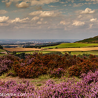 Buy canvas prints of Roseberry heather - Pano by kevin cook