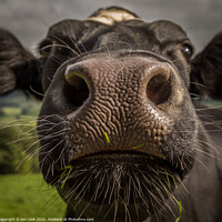 Buy canvas prints of Coo Nose by kevin cook