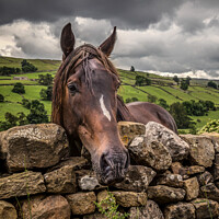 Buy canvas prints of Swaledale pony-square by kevin cook