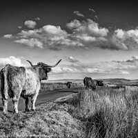 Buy canvas prints of Highlanders by kevin cook