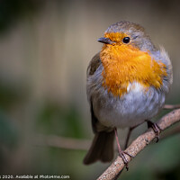 Buy canvas prints of Robin resting by kevin cook