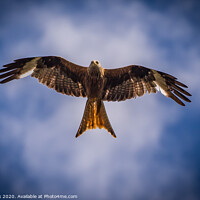 Buy canvas prints of Red Kite by kevin cook