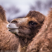 Buy canvas prints of A close up of a camel that is looking at the camera by kevin cook
