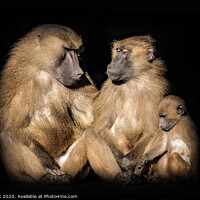 Buy canvas prints of Baboons by kevin cook