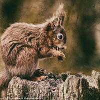 Buy canvas prints of RED Squirrel by kevin cook
