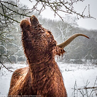 Buy canvas prints of Highland cow by kevin cook