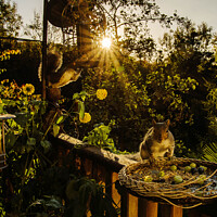 Buy canvas prints of Squirels Supper by Mark Dobson